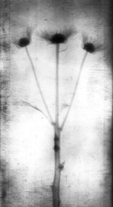 Röntgenaufnahme einer Blume